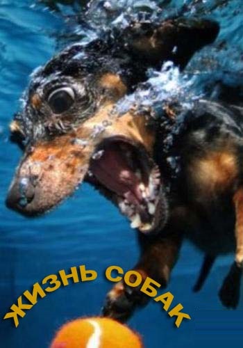 Discovery. Жизнь собак / Dogs: The Untold Story (2016)